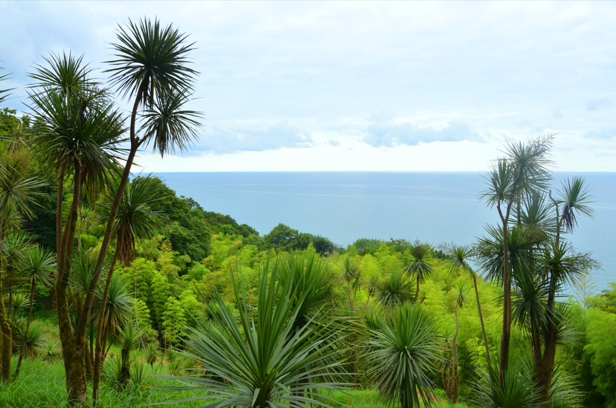 Batumi Botanical Garden with subtropical plants and sea views