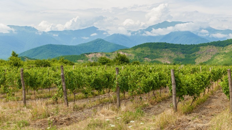 Kakheti Wine Tour - Georgian vineyard and wine tasting